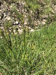 Carex hostiana