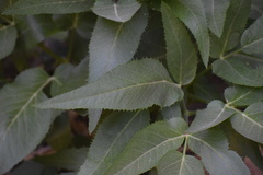 Angelica scabrida