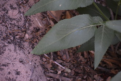 Angelica scabrida