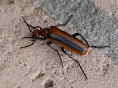 Pyrota tenuicostatis