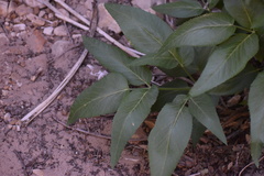 Angelica scabrida