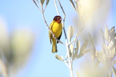 Setophaga petechia castaneiceps