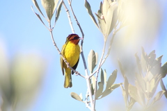 Setophaga petechia castaneiceps