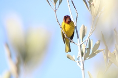 Setophaga petechia castaneiceps