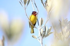 Setophaga petechia castaneiceps