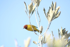 Setophaga petechia castaneiceps