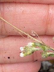 Draba praealta