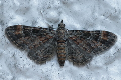 Gymnoscelis rufifasciata