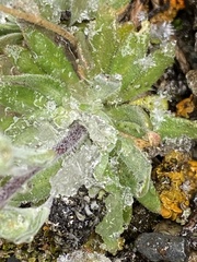 Draba praealta