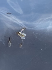 Cricotopus sylvestris