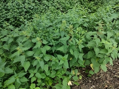 Urtica dioica