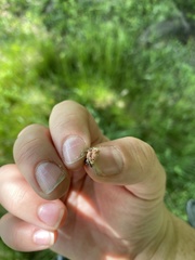 Eulecanium cerasorum