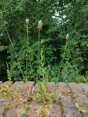 Plantago lanceolata