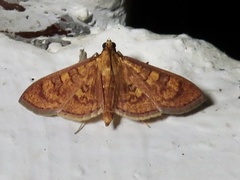 Prenesta scyllalis