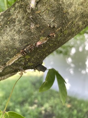 Eulecanium cerasorum