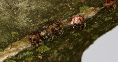 Eulecanium cerasorum