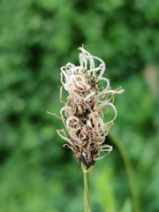 Plantago lanceolata