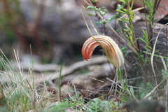Pterostylis truncata