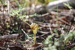 Pterostylis truncata