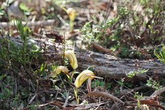 Pterostylis truncata