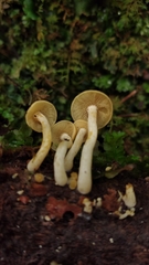 Tricholomopsis aurea
