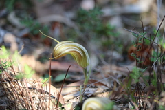 Pterostylis truncata