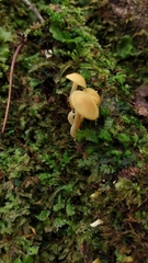 Tricholomopsis aurea