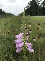 Physostegia digitalis