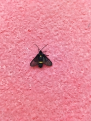 Psichotoe duvaucelii