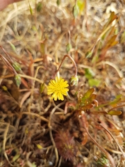 Microseris bigelovii