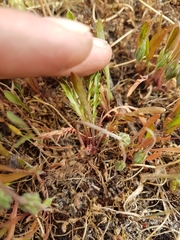 Microseris bigelovii