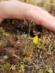 Microseris bigelovii