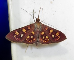 Prenesta fenestrinalis