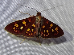 Prenesta fenestrinalis