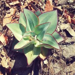 Echeveria subrigida