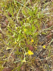 Microseris bigelovii