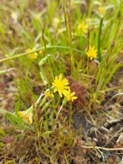 Microseris bigelovii