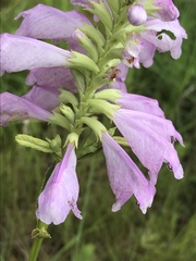 Physostegia digitalis