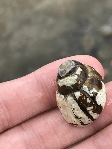 Campeloma decisum