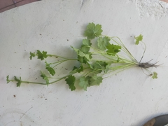 Ranunculus sessiliflorus