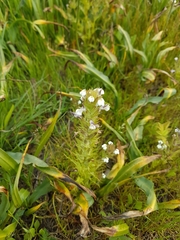 Triphysaria versicolor