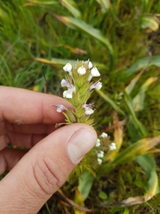 Triphysaria versicolor