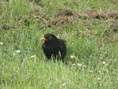 Turdus merula