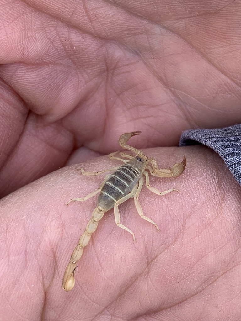 Northern Scorpion from Garfield County, UT, USA on May 20, 2022 at 07: ...