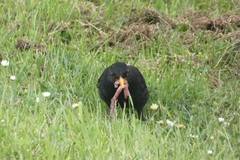 Turdus merula