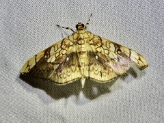 Pantographa scripturalis