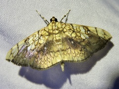 Pantographa scripturalis