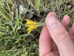 Nothocalais troximoides