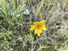 Nothocalais troximoides