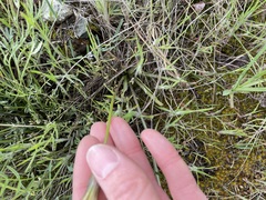 Nothocalais troximoides